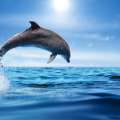 What Do Dolphins and Whales Mean in Dreams?